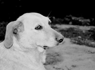 In a black and white photograph a lonely homeless dog that sits on the road and looks with sad eyes.