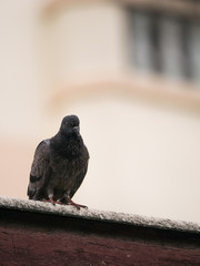 The Serious Pigeon on a Roof