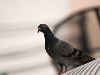 Pigeon Mouth Hooked Standing on The Roof