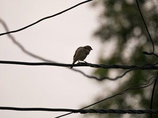 The Lonely Sparrow Perched on The Wires Cluttered