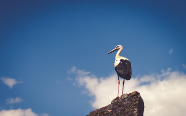stork posing on top of a rock