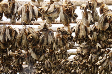 Honnigsvag- Finnland