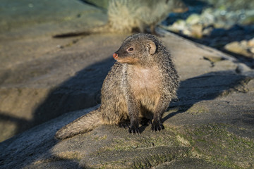 Banded mongoose sitting in the sun