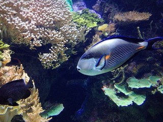 Fototapeta na wymiar fish tropical