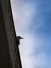 Seagull Looking at The Sea from Atop