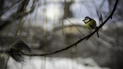 Mésange du Grésivaudan - Chartreuse - Isère.