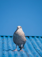 Seagull Standing in The Blue Roof