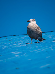 Seagull in The Blue Tones