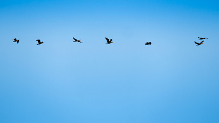 Obraz premium Flock of Duck were Flying