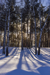 The sun shines through the branches of trees in the winter forest.