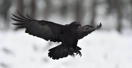 Raven (Corvus corax) in flight. Landing. Black bird in flight. Snow. Winter. Bird. Flying. - obrazy, fototapety, plakaty