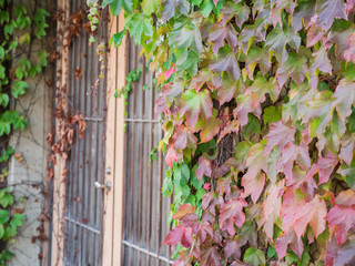 Green Red Ivy Climbing up The front of The Door