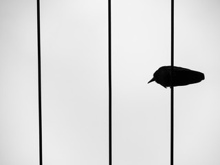 Crow and The Three Wire Lines