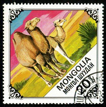 Ukraine - circa 2018: A postage stamp printed in Mongolia shows drawing Bactrian Camel, Camelus bactrianus. Series: Camels. Circa 1978.