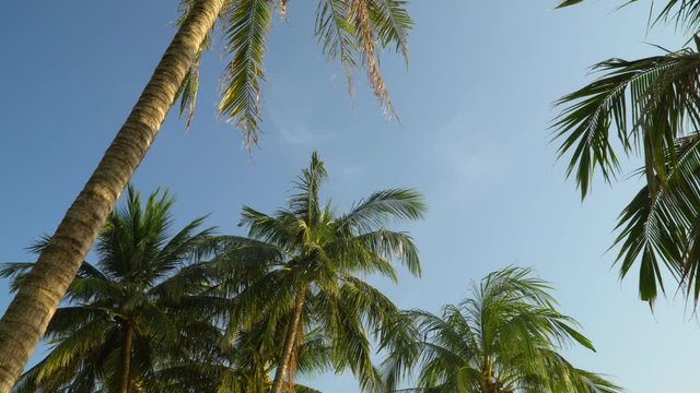 Beautiful high green palm trees against the background of the blue sky. Big green leaves of palm trees develop on wind. Sunny day on the island in Vietnam.