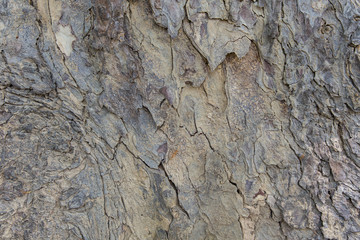 wood background detail