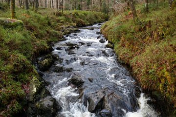 Rocky Winter River Scene in a Forest