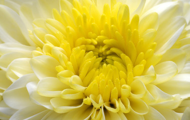 Flowers, yellow beads.