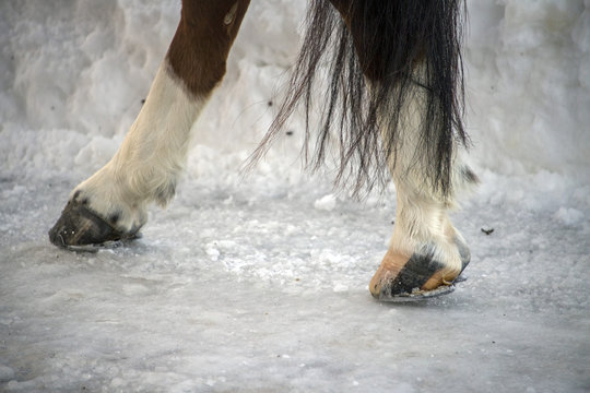 Horse Hoof On Snow Detail