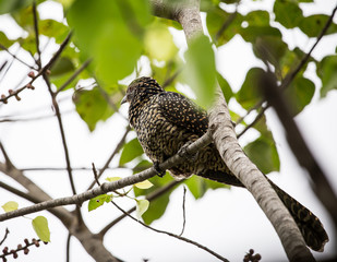 Female Asian Koel on tree in park.
