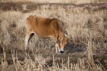 Brown cow is eating hay in the field.