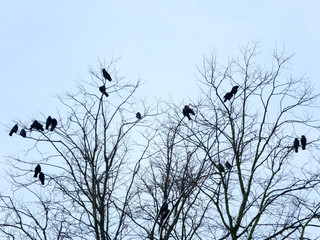 crows perched roosting in a tree in winter with pale blue sky