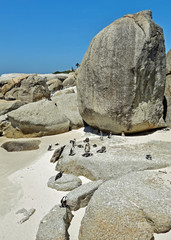 African penguin colony at Boulders Beach in Simon's Town at the Cape of Good Hope, South Africa