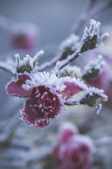 zamarznięty kwiat róży zimą