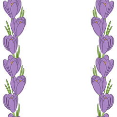 vector color crocus flower vertical border