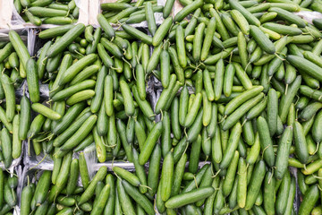 cucumbers in the market
