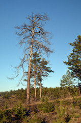 Obraz premium Forest near Kiev