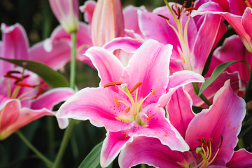 Close-up pink lily flower, Hippeastrum johnsonii bury flowers