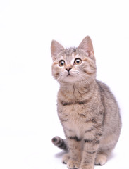 Cute little grey kitten playing on a white background
