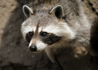 A  raccoon in an austrian wildlife park