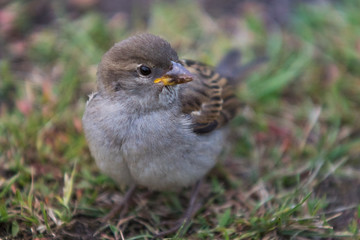 Female House Sparrow sitting in green grass
