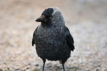 Funny looking black and gray Jackdaw bird