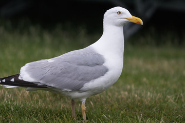 Large sea gull standing in green grass