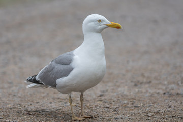 Large sea gull walking on the ground looking into the camera