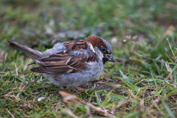 Male House Sparrow sitting in green grass
