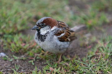 Male House Sparrow sitting on the ground looking into the camera