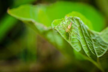 Macro spider select focus,Yellow head spider, Spider on a Leaves