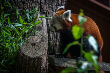 Red panda