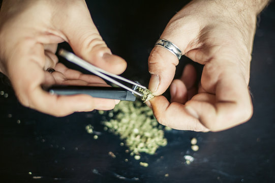 Preparing marijuana cannabis joint. Drugs narcotic concept