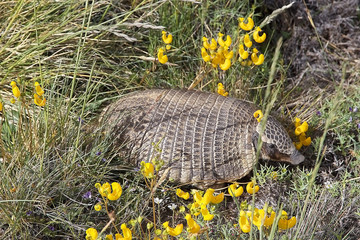 Big hairy armadillo (Chaetophractus villosus)