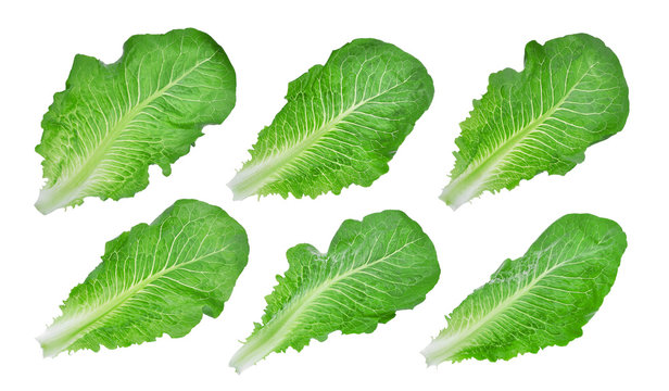 collection of green leaf baby cos,lettuce isolated on white background