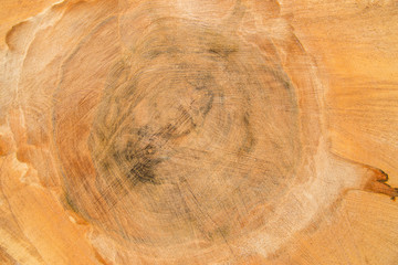 Extreme closeup on an oak tree rough cut. Background in high resolution.