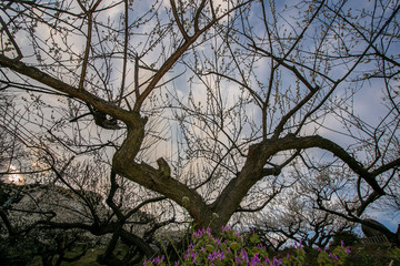 梅の花
