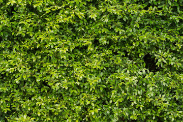 Obraz premium Green leaves background