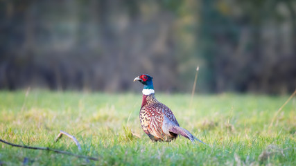 Adult male pheasant