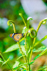 Butterflies are eating